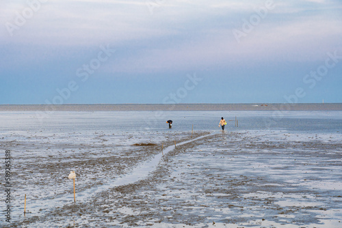 Fishermen who live near estuary in Thailand walking around collecting clam or Solenidae in the middle of the sea at low tide.