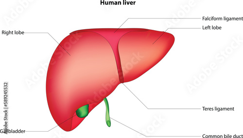 Human liver