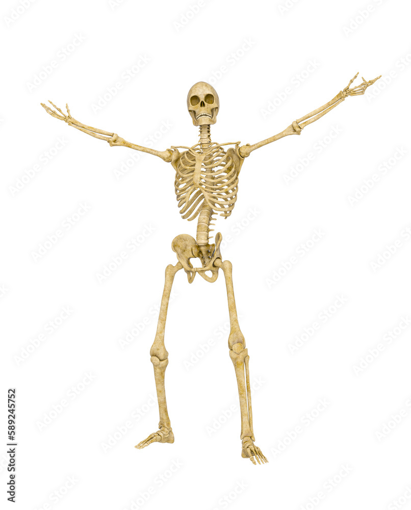 skeleton in a victorious pose