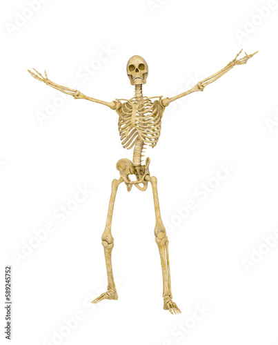 skeleton in a victorious pose