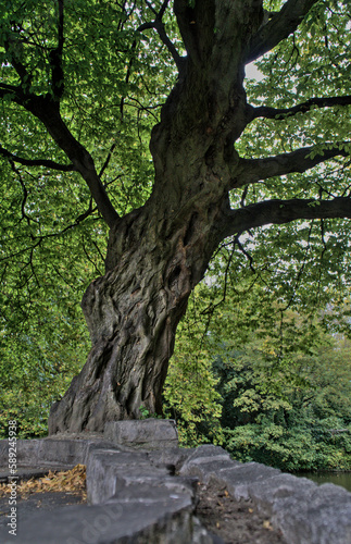 A narrow stone path leading to an old trunk containing abstract shapes, a green treetop shading Stephen's Green Park on a fall day