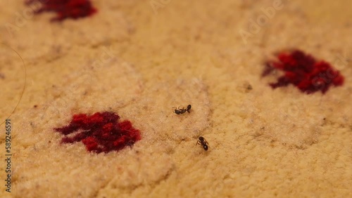 A worker ant finds a dead ant and carries it in a majestic scene that prompts us to think why?
These ants are called Pavement Ants (Tetramorium caespitum).
Insects inside the house on the carpet photo