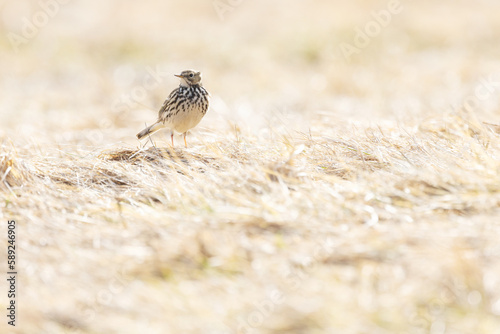Small passerine Meadow pipit standing on dry grass on a sunny early spring day in Estonia  Northern Europe