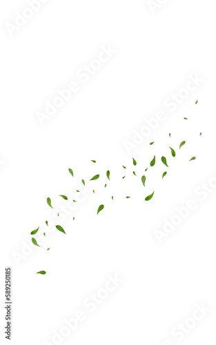 Olive Greens Herbal Vector White Background