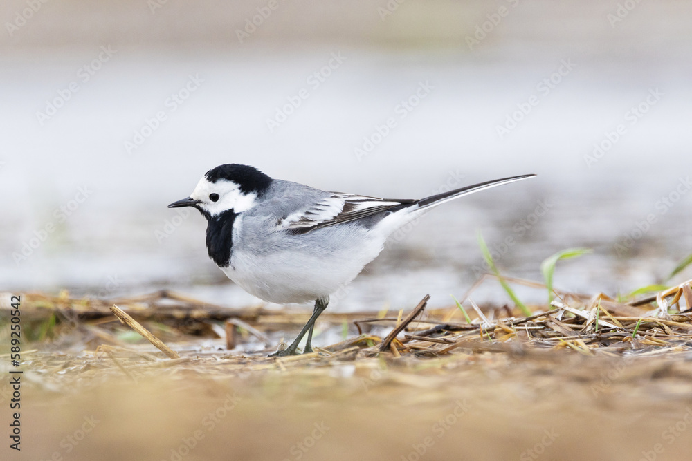 Closeup of a common songbird White wagtail on an early spring day in a wetland in Estonia, Northern Europe