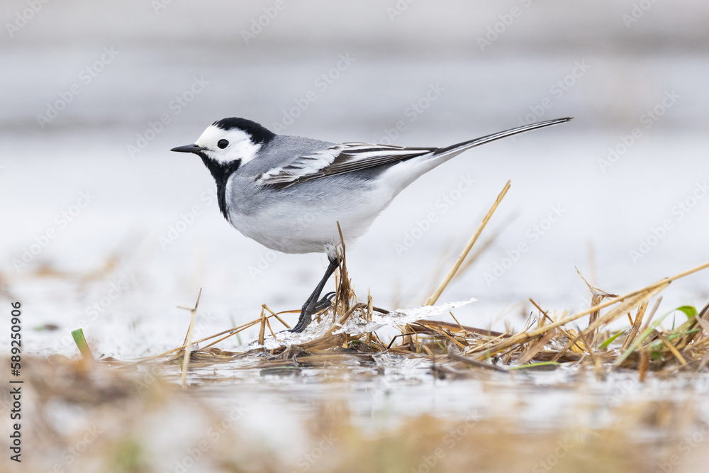 Closeup of a common songbird White wagtail on an early spring day in a wetland in Estonia, Northern Europe Closeup of a common songbird White wagtail on an early spring day in a wetland in Estonia, Northern Europe