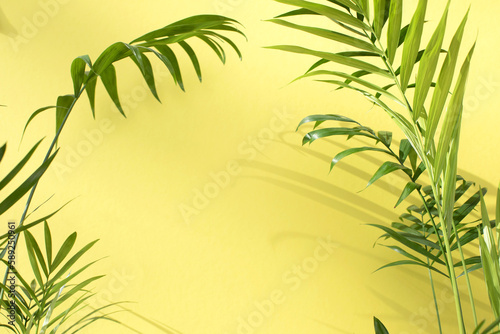 Fototapeta Naklejka Na Ścianę i Meble -  Green branches of a decorative palm tree with a shadow on a yellow background. Natural background. Selective focus