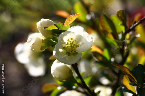 Sunny spring day. The bush of a high-quality chaenomeles plentifully blossoms in white flowers. photo