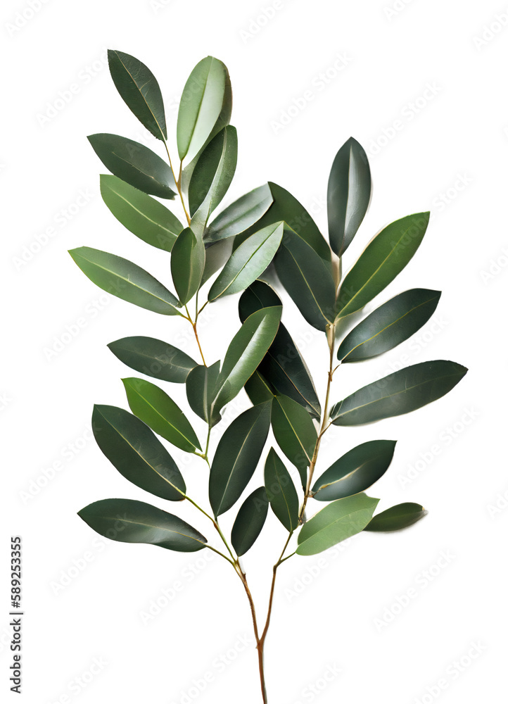 green leaves on transparent background, Italian Ruscus Branch on isolated white background
