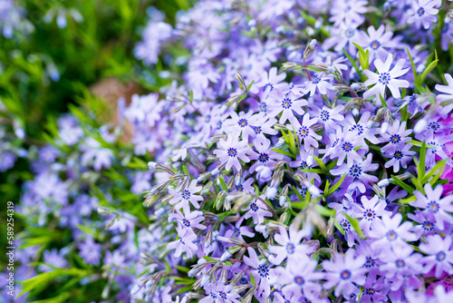 Close up of wildflowers blue Phlox.  Bloom Time is late spring and early summer.