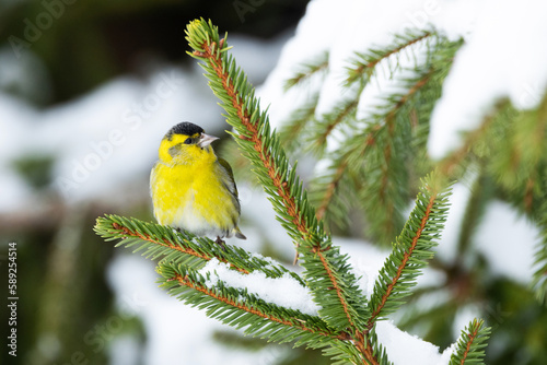 A small and vibrant yellow male Eurasian siskin perched on a Spruce branch on a late winter day in Estonia, Northern Europe © adamikarl