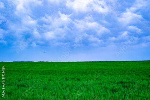 Spring green field of wheat and clouds and sky. 