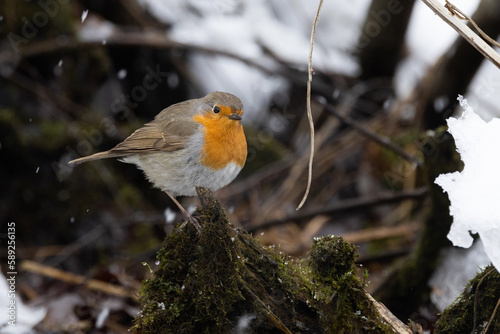 Robin perched during an early spring day in Estonia, Northern Europe. 