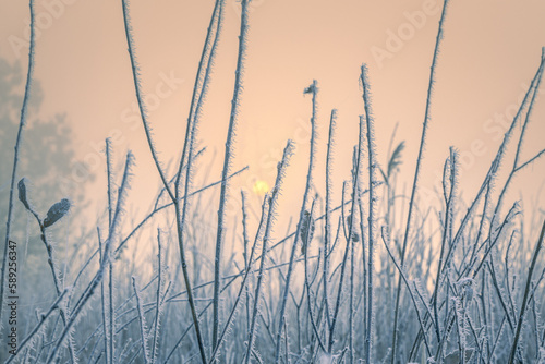 Gorgeous cold morning scene. Bush branches, covered with rime ice crystals pattern. Rising sun behind.