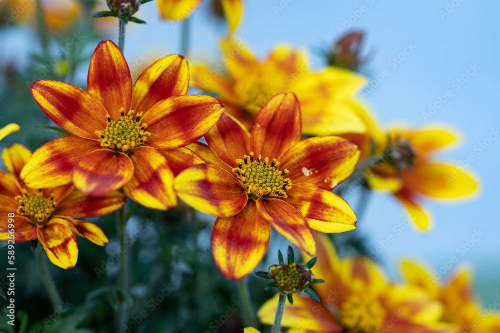 Close up on Bidens flowers. This plant produces flowers with variegated petals. The fruits are known as beggarticks, black jack, burr marigolds, cobbler's pegs, Spanish needles or stickseeds. Close up on Bidens flowers. This plant produces flowers with variegated petals. The fruits are known as beggarticks, black jack, burr marigolds, cobbler's pegs, Spanish needles or stickseeds.