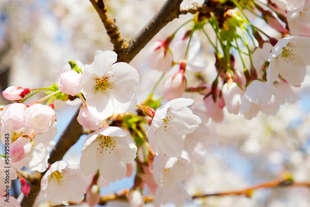 Obraz premium cherry plum flowers on a tree branch