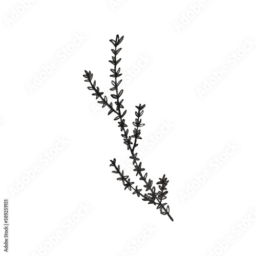 Thyme sprig herb white background black and white greyscale