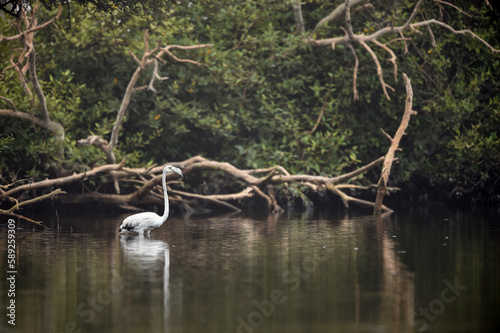 flamingo in the lake with a flock of its species trying to rest  trying to fly and move around 