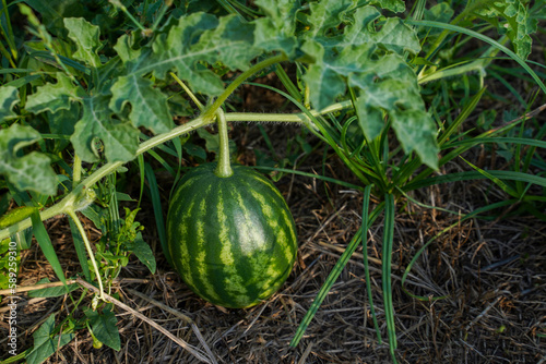 Green watermelon. Striped watermelon growing in the garden, blurred background