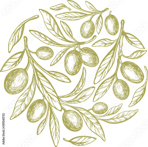 Olive circle symbol. Vector sketch of fruit, green leaves. Vintage botanical illustration, hand drawn print. Mediterranean food, aroma oil