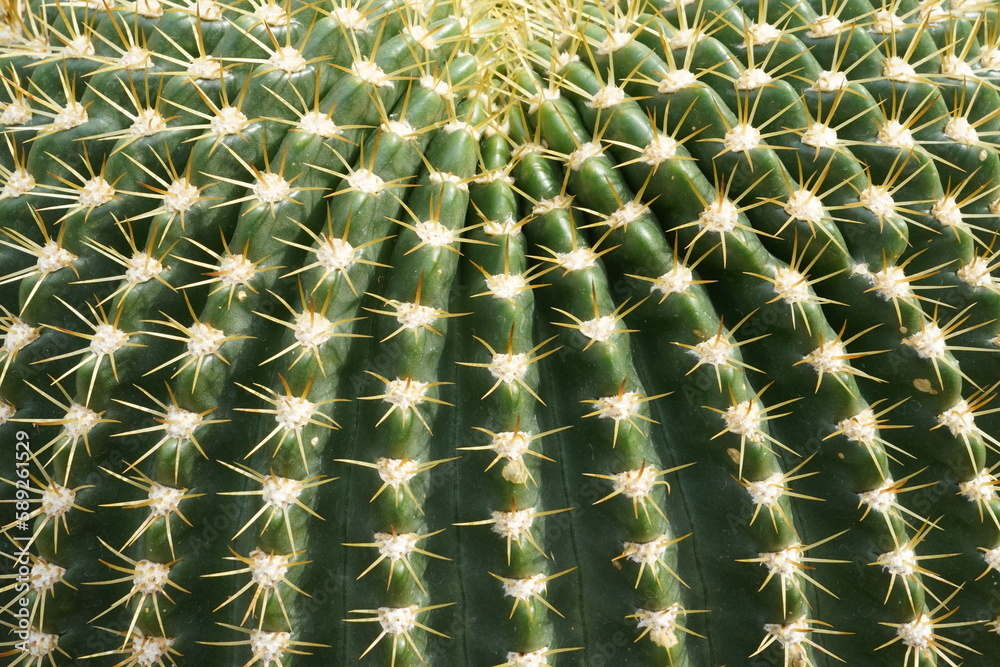 Cutout of a globular cactus with ribs meeting concentric on the top of the plant. There are areoles on the ribs with with several short yellow thorns. Suitable as nature themes background. Cutout of a globular cactus with ribs meeting concentric on the top of the plant. There are areoles on the ribs with with several short yellow thorns. Suitable as nature themes background.