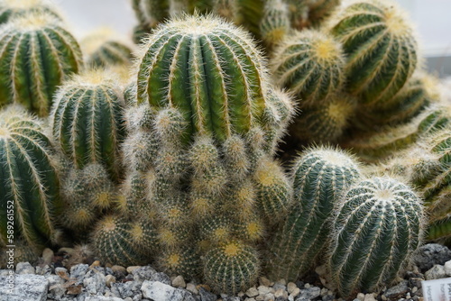 Ball cactus called in Latin parodia horstii  is a species of flowering plant in the family Cactaceae  native to Brazil. It is heavily ribbed and has spiny and hairy stems. Front view. 