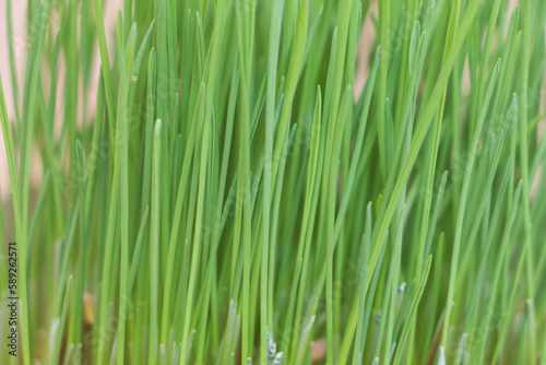 Green wheat grass close up. Selective focus. Nature background
