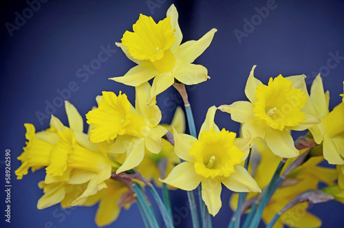 Fototapeta Naklejka Na Ścianę i Meble -  yellow daffodils on blue