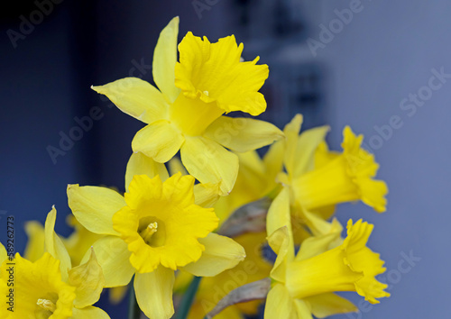 yellow daffodils on blue