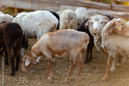 sheep on a village farm