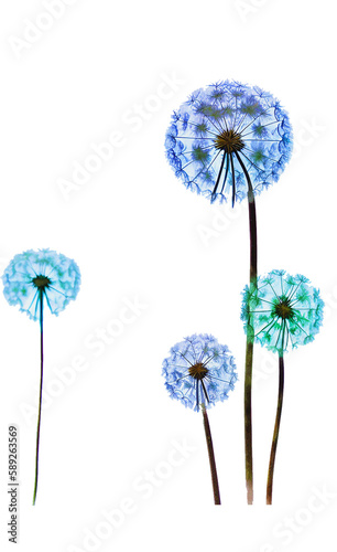 Dandelions  flower vector design with transparent background