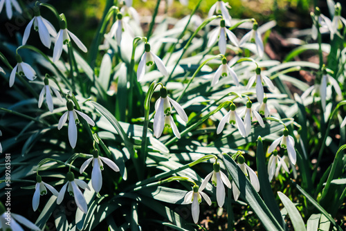 Galanthus  snowdrop in spring