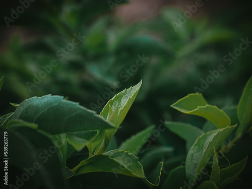 Moody green Leaves of Golden dewdrop.