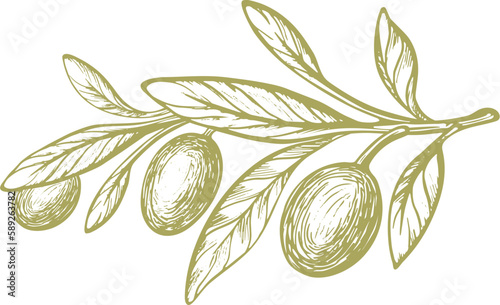 Olive vector sketch of fruit, green leaves, rustic branch. Vintage botanical illustration, hand drawn symbol. Mediterranean food, aroma oil