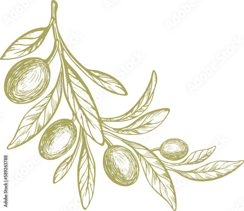 Olive vector sketch of fruit, green leaves, rustic branch. Vintage botanical illustration, hand drawn symbol. Mediterranean food, aroma oil