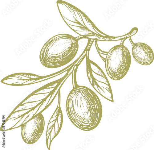 Olive vector sketch of fruit, green leaves, rustic branch. Vintage botanical illustration, hand drawn symbol. Mediterranean food, aroma oil