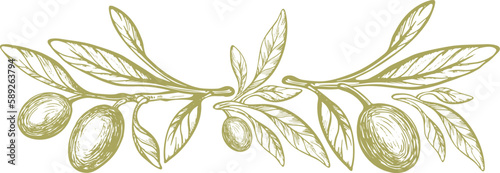 Olive vector sketch of fruit, green leaves, rustic branch. Vintage botanical illustration, hand drawn symbol. Mediterranean food, aroma oil