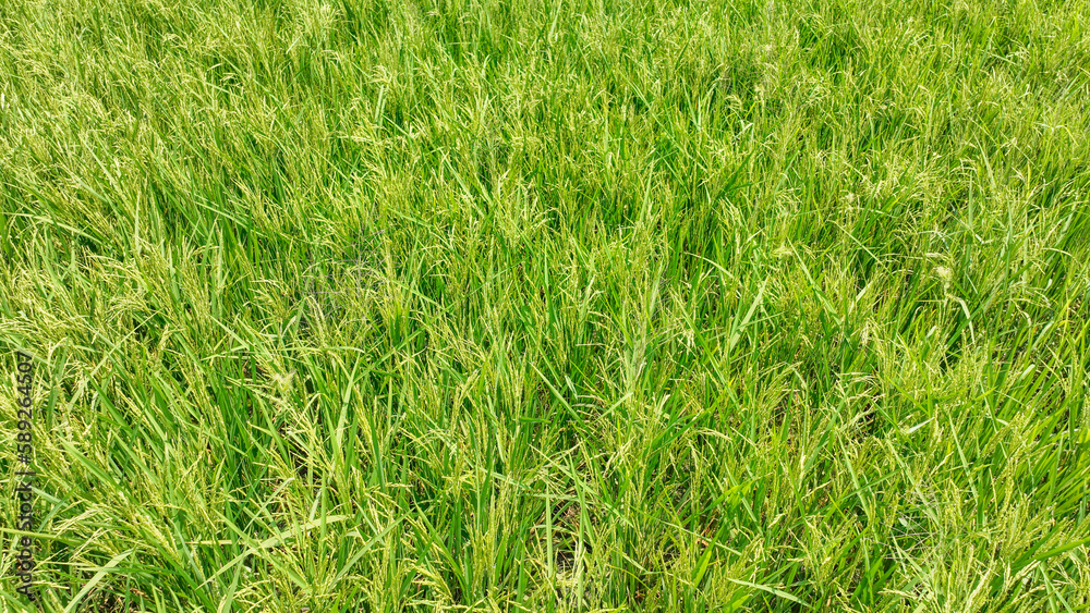Obraz premium green grass in the wind a field of grass with small buds photo