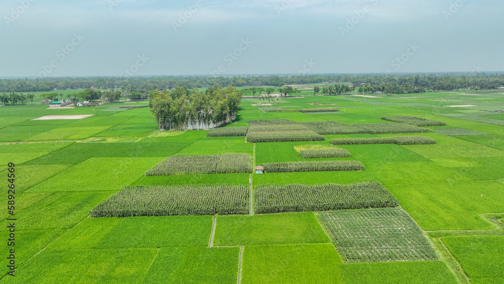 Obraz premium Green Field Aerial Landscape photo . a green field with many square squares in Greenland bangladesh