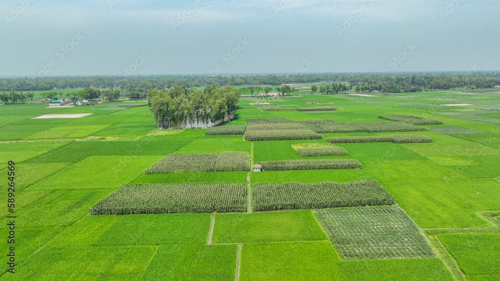 Green Field Aerial Landscape photo . a green field with many square squares in Greenland bangladesh