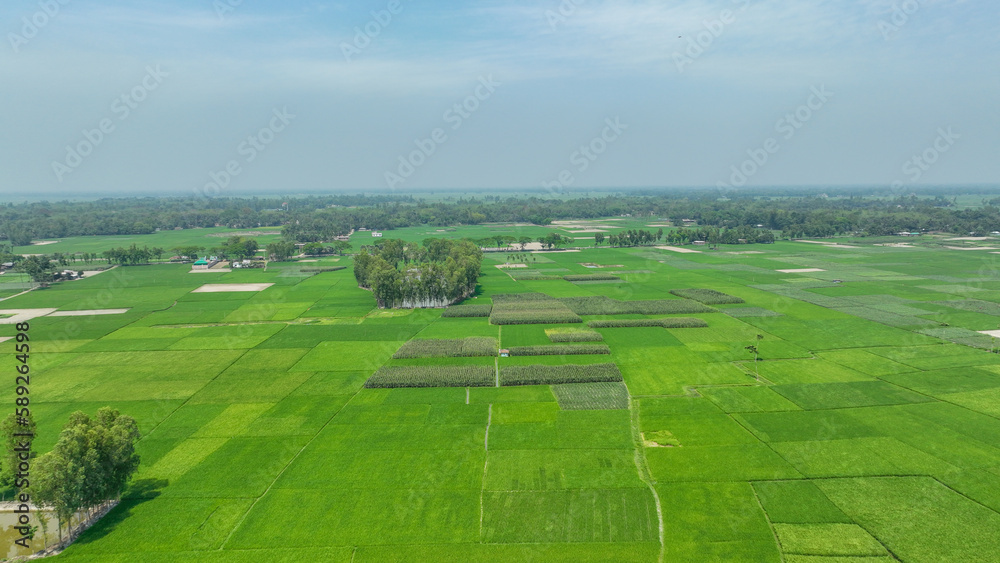 Aerial view of a green rice field in bangladesh . a green field with trees and blue sky drone landscape  photo