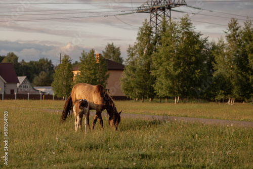 Brown wild horse with foal grazing in the field in summer