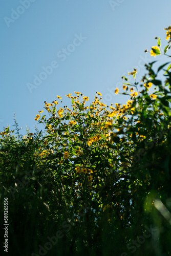 yellow flowers
