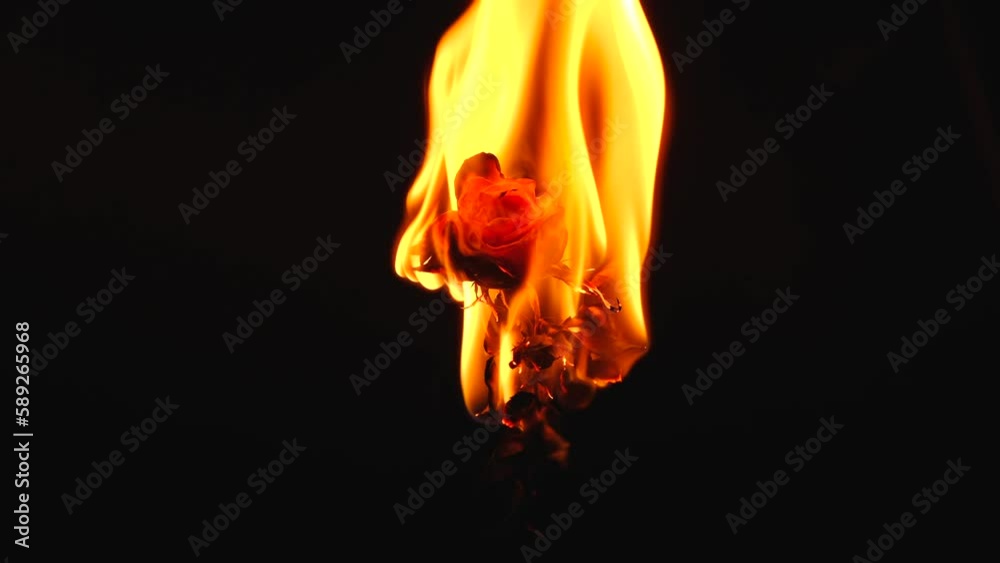 slowmotion - red dried rose burns isolated on a black background
