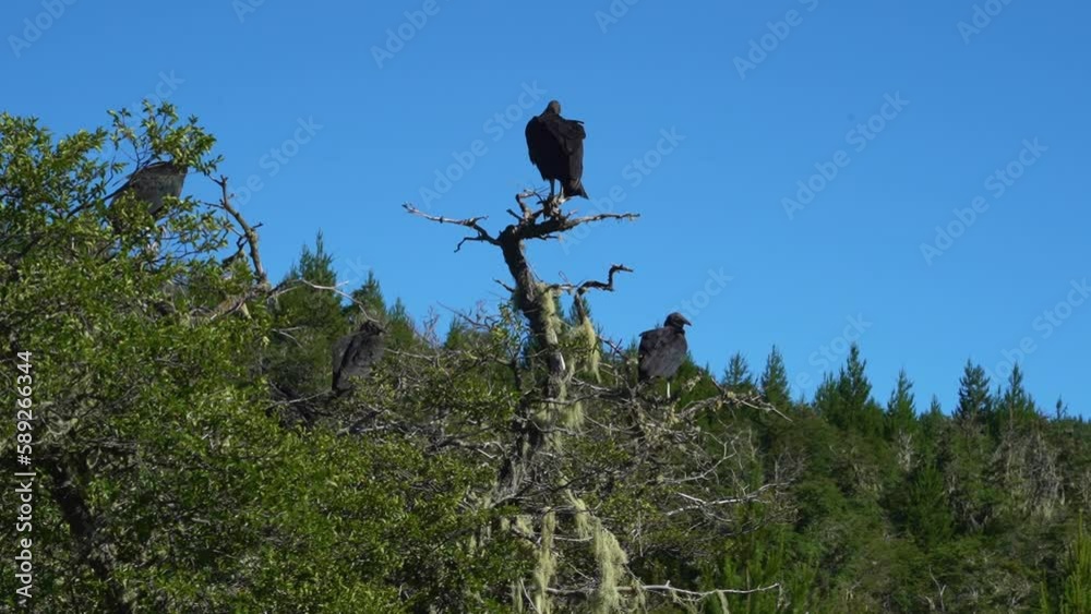 Vidéo Stock black vultures perched in an Araucaria tree at Batea ...