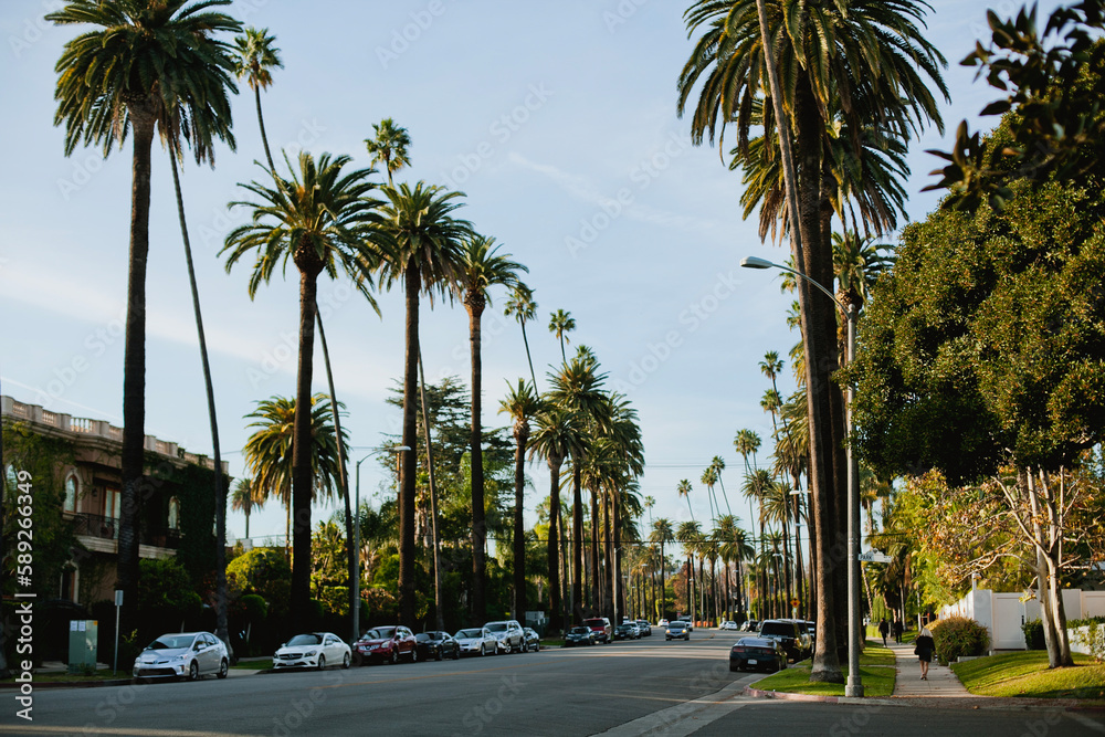 Street in Beverly Hills, California, with palms tree