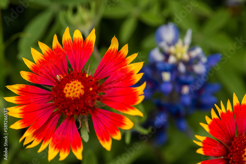 Wildflowers-Bluebonnets-Firewheels