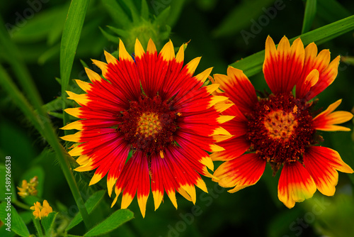 Firewheel-Wildflowers