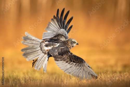 Фотография Flying Birds of prey Marsh harrier Circus aeruginosus, hunting time Poland Europ