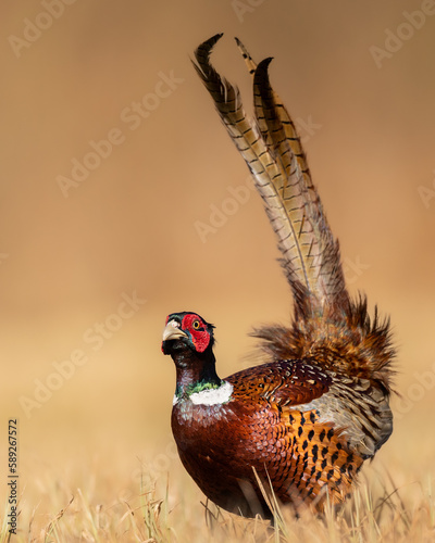 Common pheasant Phasianus colchius Ring-necked pheasant in natural habitat, grassland in early spring